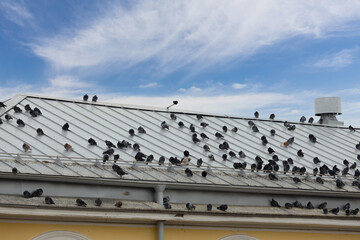 A flock of pigeons sits on an iron roof against a blue sky. Doves sit on the sloping roof of the...