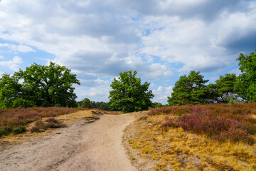 Fototapeta na wymiar Nature in the Westruper Heide. Landscape with heather plants and trees in the nature reserve in Haltern am See.