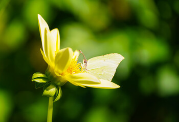 Common Brimstone butterfly on yellow flower. Close-up butterfly in natural environment. Gonepteryx...