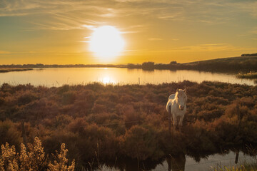 Cheval blanc de Camargue au coucher de soleil. Chevaux élevés en liberté au milieu des taureaux...