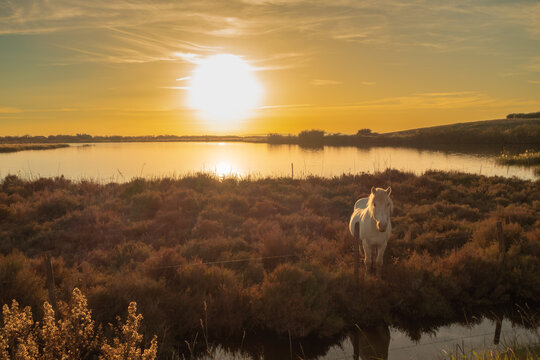 Cheval blanc de Camargue au coucher de soleil. Chevaux élevés en liberté au milieu des taureaux Camarguais dans les étangs de Camargue. Dressés pour être montés par des gardians.	