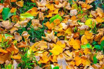 autumn golden leaves on the ground