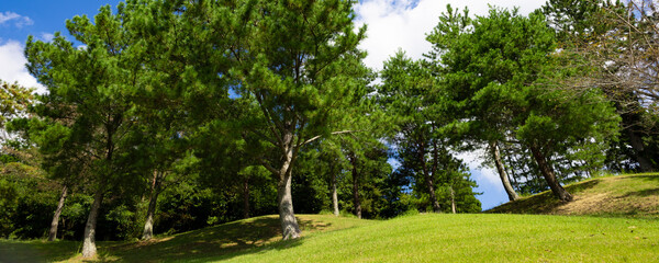 清々しい青空のゴルフ場・ティーイングエリア後ろの丘と林の木々のパノラマ（千葉県木更津市）