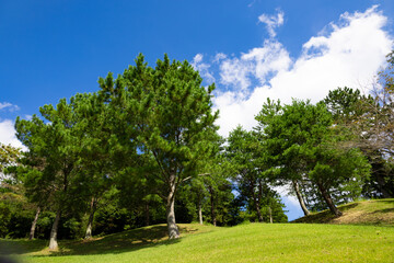 Fototapeta na wymiar 清々しい青空のゴルフ場・ティーイングエリア後ろの丘と林の木々（千葉県木更津市）