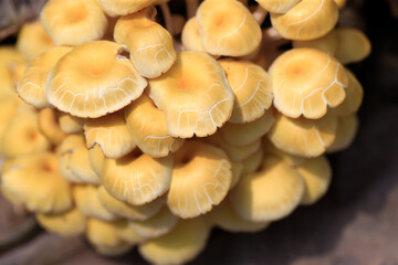 Growing mushrooms in a greenhouse