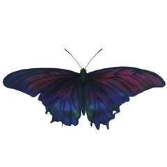 Midnight Moth Insect Variation 1 Digital Art By Winters860 Isolated, Transparent Background 