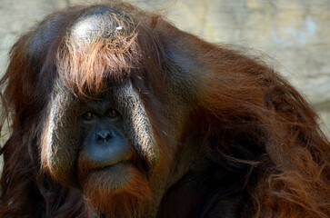 オランウータン