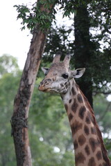 Giraffe portrait with his tongue out feeding on acacia 