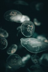 jellyfish