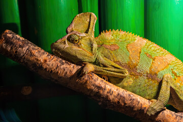 Yemeni chameleon (Chamaeleo calyptratus) Large lizard on a branch in a terrarium close-up
