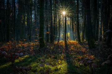 Obraz premium Herbstlicher Wald