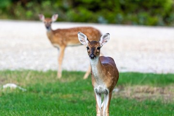 White Tail Deer Fawns