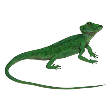 Green Lizard Reptiles Digital Art By Winters860 Isolated, Transparent Background 