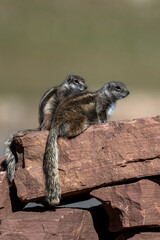 Barbary ground squirrel, Atlantoxerus getulus, Atlas Mountains, Morocco.