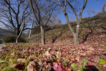 Fototapete bei efototapeten.de bestellen   