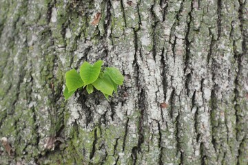 bark of a tree