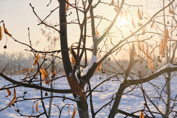 Winter sunset. Tree branches. Beautiful light.