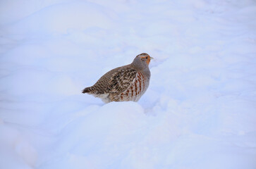 Partridge in winter. Walking in winter snow. Wildlife. Bird. - obrazy, fototapety, plakaty