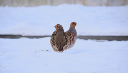 Partridge in winter. Walking in winter snow. Wildlife. Bird.