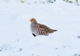 Partridge in winter. Walking in winter snow. Wildlife. Bird.