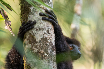 Milne-Edwards's Sifaka - Propithecus edwardsi, beautiful endangered primate from Madagascar forests, Ranomafana National Park, Madagascar.