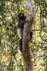 Milne-Edwards's Sifaka - Propithecus edwardsi, beautiful endangered primate from Madagascar forests, Ranomafana National Park, Madagascar.