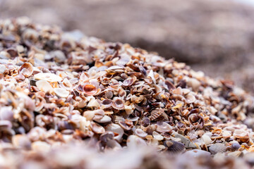 Beach full of shells on the ocean side