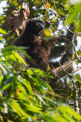 Milne-Edwards's Sifaka - Propithecus edwardsi, beautiful endangered primate from Madagascar forests, Ranomafana National Park, Madagascar.