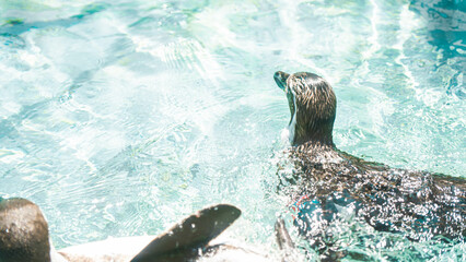 動物園の水場を泳ぐフンボルトペンギン