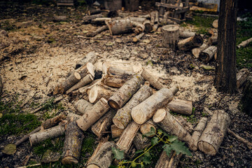 Cut logs on a pile outside on country.