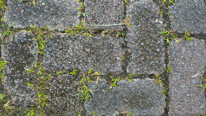 paving block texture with weeds in the gaps as background