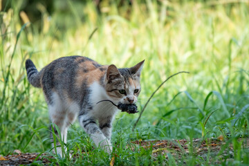 Cat hunt mouse encounter closeup at a low level view