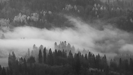 fog in the forest