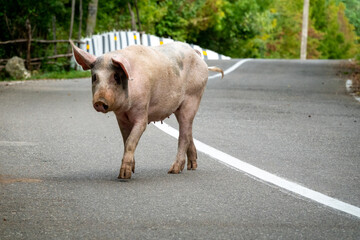 A pig walks on the road