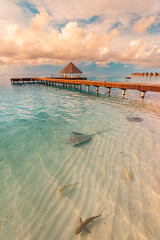 Fantastic sunset beach shore, shallows with sting rays and sharks in Maldives islands. Luxury...