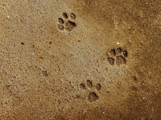 Cat foot steps at the ground. Concrete texture for background. Stones in abstract color.