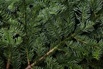 Christmas tree branches, Christmas background. Top view