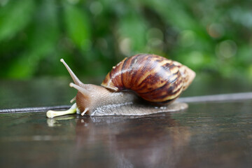 snail walking on the old wooden floor