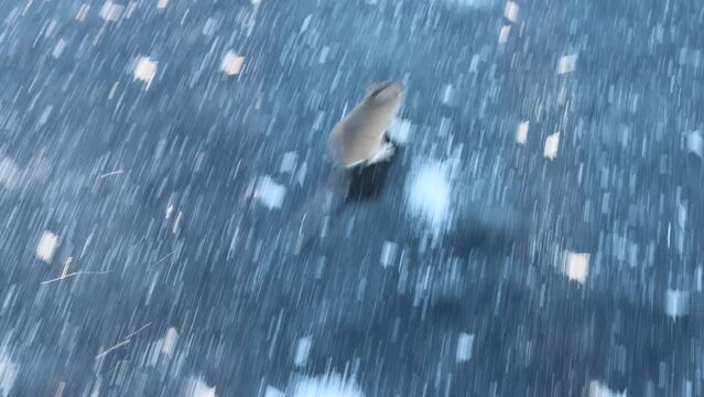 Wood mouse (Apodemus sylvaticus) runs on ice. Mice migrations, force rivers when population density exceeds acceptable food, mass death, but this is natural mechanism of population regulation