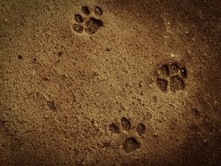 Cat foot steps at the ground. Concrete texture for background. Stones in abstract color.