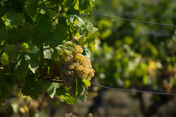 Weintrauben in einem Weinberg kurz vor der Ernte.