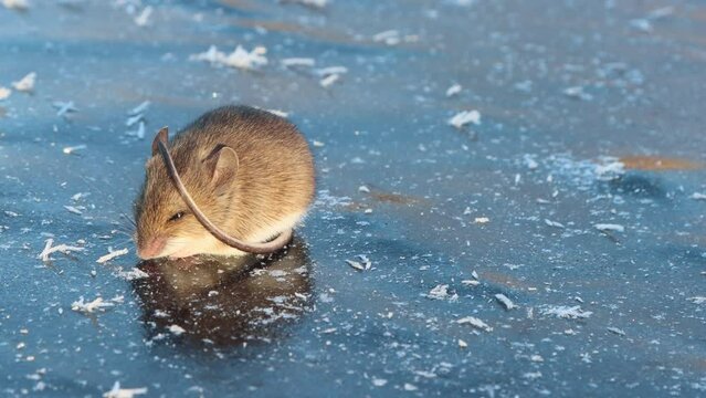 Wood mouse (Apodemus sylvaticus) is freezing on ice during crossing of frozen river. Small animal put its bare tail on head. This special adaptation allows animal to conserve energy. Boreal forest