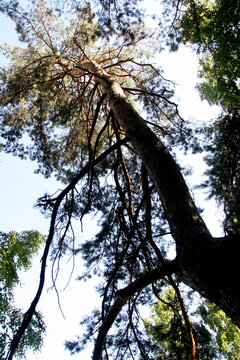 Large pine - perspective to the top of the tree crown