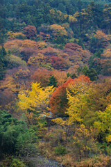 美しく色鮮やかな秋の神奈川県の山の紅葉