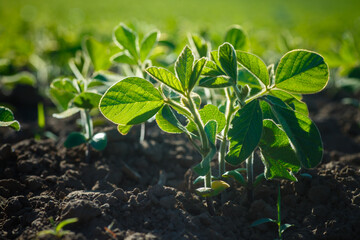 Glycine max, soybean, soya bean sprout growing soybeans on an industrial scale. Products for vegetarians. Agricultural soy plantation on sunny day.