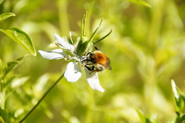 Biene auf weißer Blüte