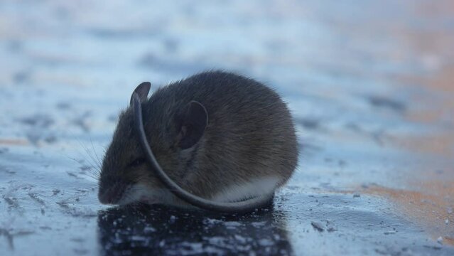 Wood mouse (Apodemus sylvaticus) is freezing on ice during crossing of frozen river. Small animal put its bare tail on head. This special adaptation allows animal to conserve energy. Boreal forest