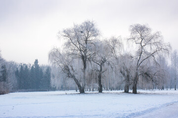 Fototapeta na wymiar Snow-covered willows on a winter morning