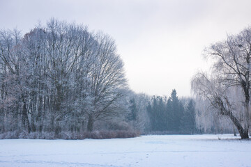 morning landscape in the park in frosty winter