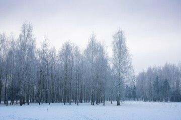 Birch grove on a winter morning with frost on the trees in the park